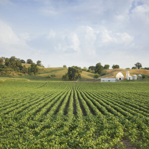 Midwestern Soybean field and farm hills