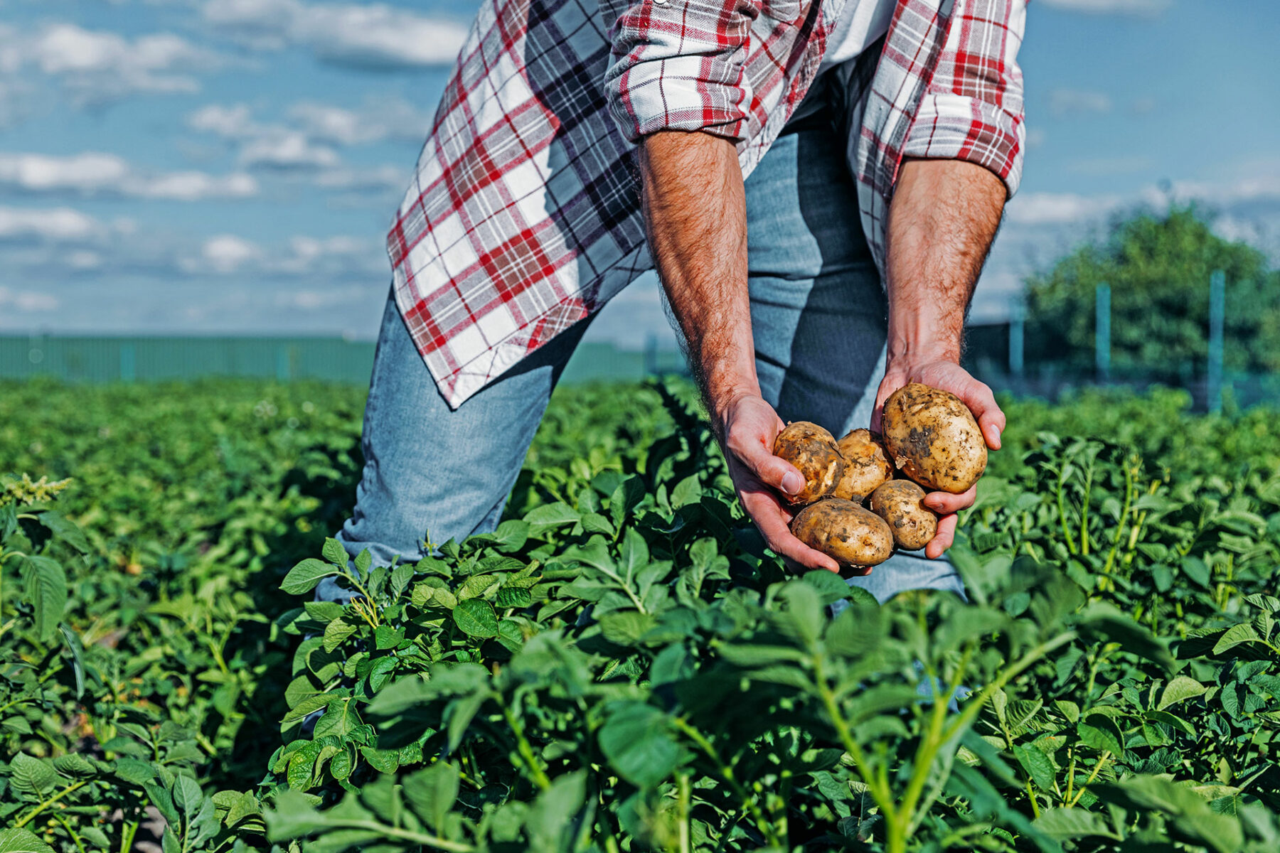 Man Holding Potatoes in Field